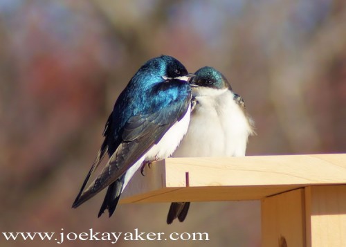 Mr. and Mrs. Tree Swallow