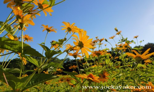 Reaching for the sun.