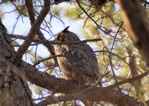 One of the parent Great Horned Owls