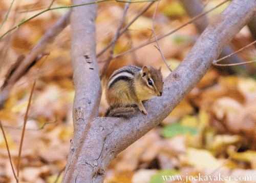 chipmunk-gifa