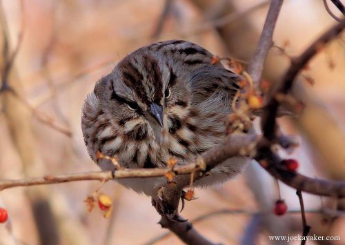This is the Song Sparrow that used to beat you up and steal your lunch money.