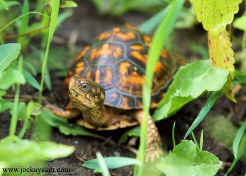 Young Box Turtle at Sweetbriar Nature Center.