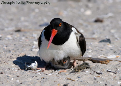 This is Mom above one chick. You can see the other in foreground to the right.