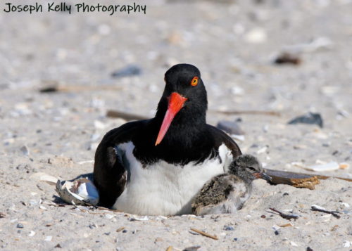 Another chick peeks ot from the left.
