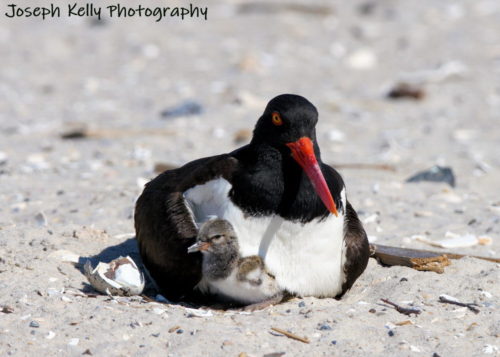 One of the chicks peeking out from beneath Mom.